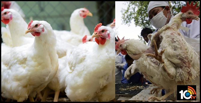 Coronavirus Affect hens Free Telugu States