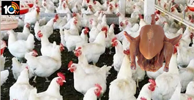 Coronavirus fears | falling in chicken prices Telangana