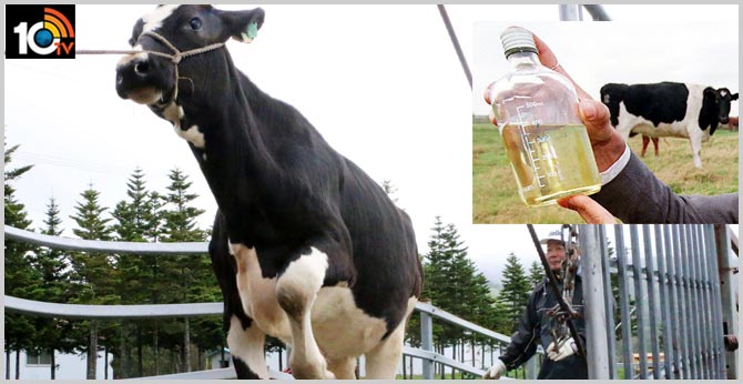 Japanese organic products maker turns cow urine into gold
