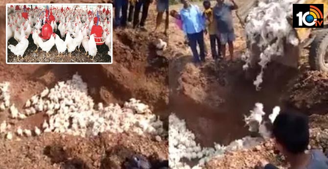 Kerala Govt Orders Poultry Culling After Bird Flu Detected in Malappuram