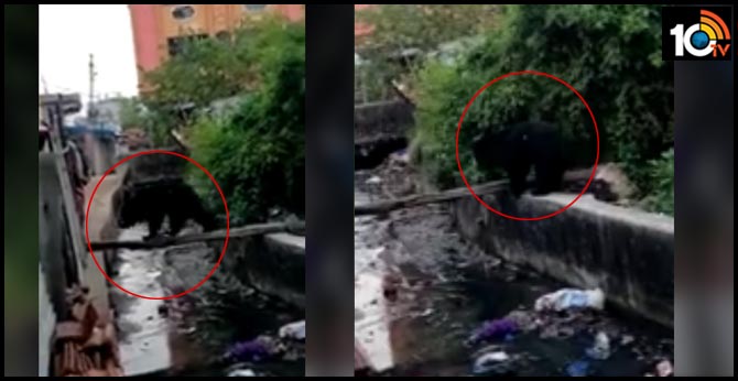 Corornavirus: People Stay in Home Due To Lockdown Bear Enter Into Empty Roads