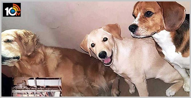 Mumbai man Mumbai man steals power for dogs, fined ₹7 lakh