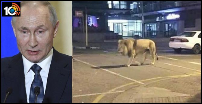 No, Putin is not using lions in Russia’s coronavirus lockdown