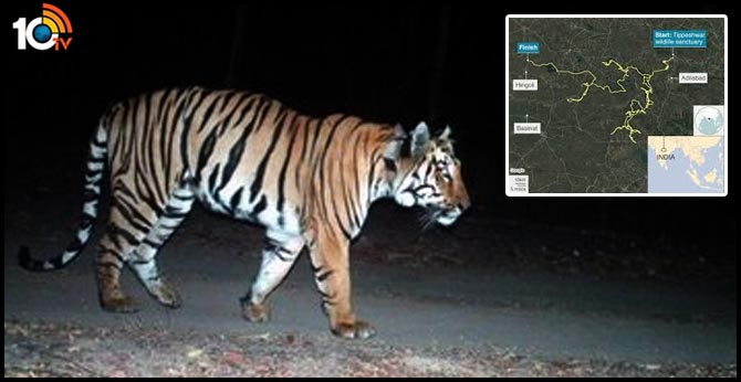 Tiger walks 2000km in search of a partner. They need Tinder, says Twitter