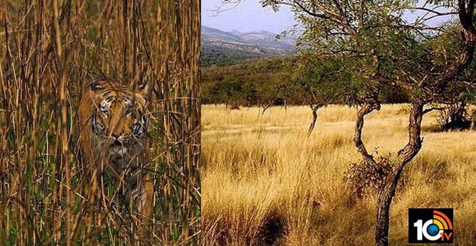 U can see one tiger in the left. Can you find out how many are there in the right picture?