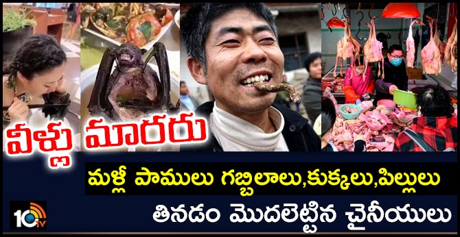 వీళ్లు మారరు : మళ్లీ పాములు గబ్బిలాలు,కుక్కలు,పిల్లులు తినడం మొదలెట్టిన చైనీయులు వీళ్లు మారరు : మళ్లీ పాములు గబ్బిలాలు,కుక్కలు,పిల్లులు తినడం మొదలెట్టిన చైనీయులు