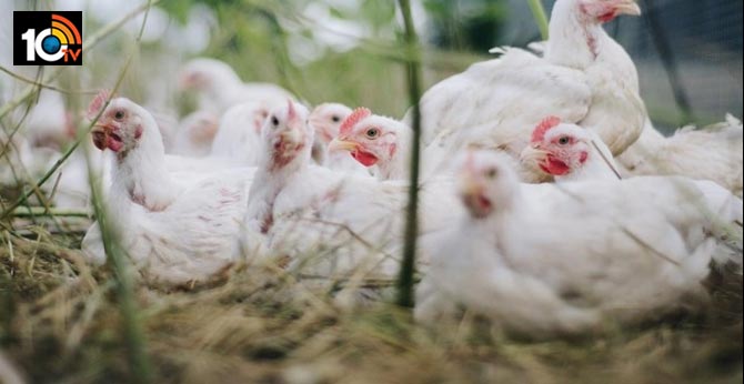 13,000 chickens to be culled In Kerala