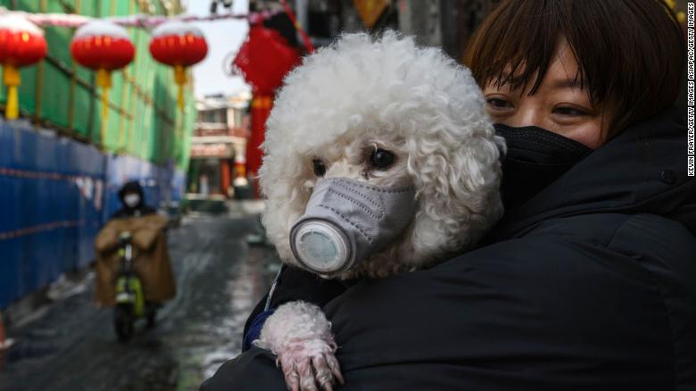Your pet can't catch coronavirus. Here's why one dog tested positive