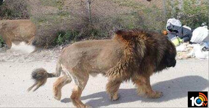 Bushy dog mistaken for a lion in Spain, this is how Twitter reacted