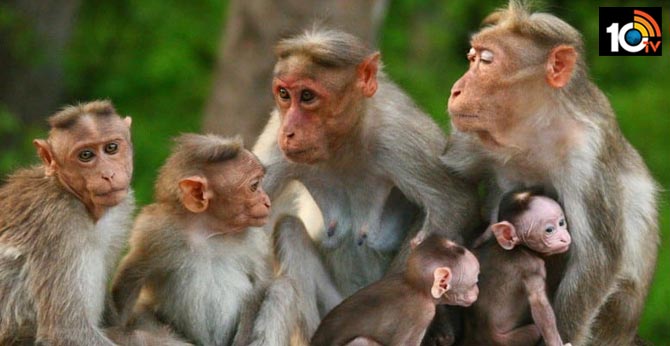 monkey fever claims second victim in Karnataka