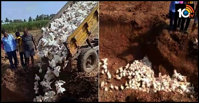 thousands of hens buried live in