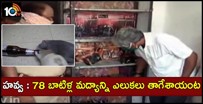 Rats:హవ్వ : 78 బాటిళ్ల మద్యాన్ని ఎలుకలు తాగేశాయంట Rats:హవ్వ : 78 బాటిళ్ల మద్యాన్ని ఎలుకలు తాగేశాయంట