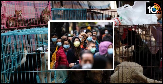 China's Shenzhen Bans Eating Of Cats, Dogs After COVID-19 Outbreak
