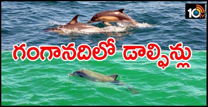 గంగానదిలో డాల్ఫిన్లు గంగానదిలో డాల్ఫిన్లు