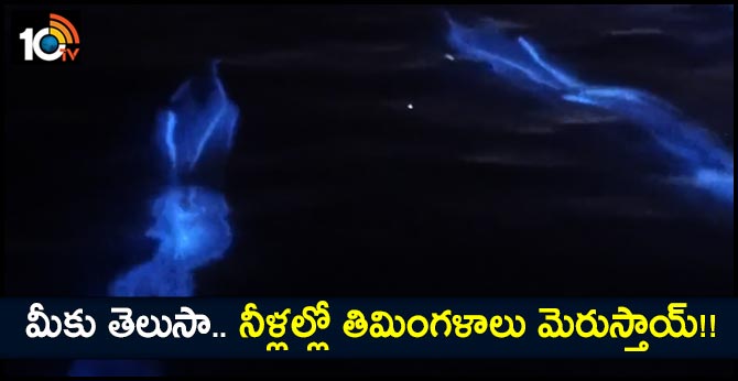 మీకు తెలుసా.. నీళ్లల్లో తిమింగళాలు మెరుస్తాయ్!! మీకు తెలుసా.. నీళ్లల్లో తిమింగళాలు మెరుస్తాయ్!!