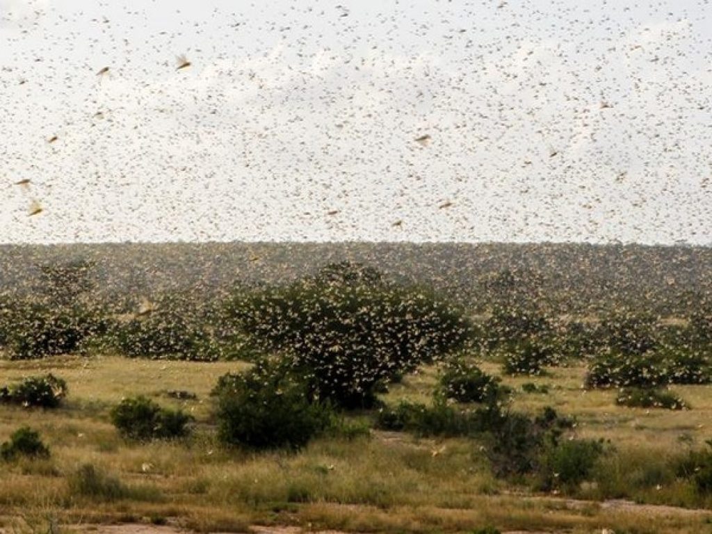 Dangerous locust threat will be attack on African, Asian countries next months
