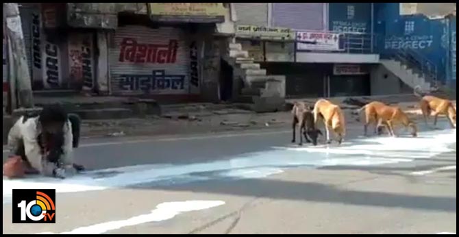 Man, Dogs Sharing Spilt Milk In Agra