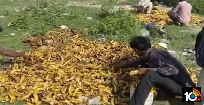 Migrate wagers eat decomposed fruits on the roads during lock down