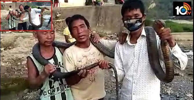 No Rice Left Amid Lockdown, Arunachal Hunters Kill King Cobra For Meal