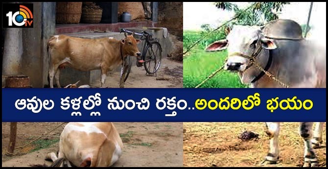 ఆవుల కళ్లల్లో నుంచి రక్తం..అందరిలో భయం ఆవుల కళ్లల్లో నుంచి రక్తం..అందరిలో భయం