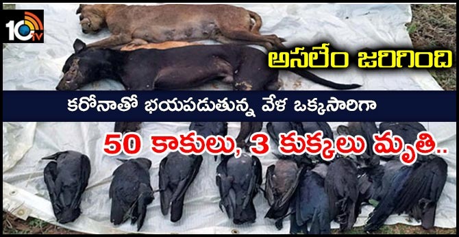 Death of 50 Crows and 3 Dogs in Tamil Nadu