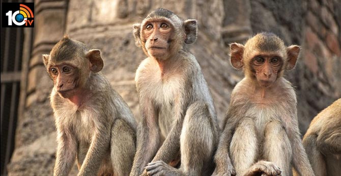 Ayodhya monkeys angry with hunger amid lockdown, Attacking Humans