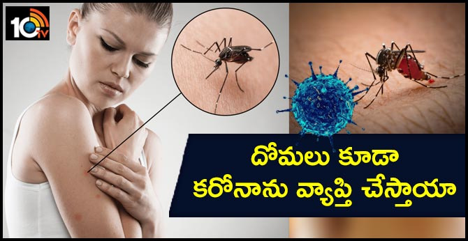 Coronavirus myth busted: As cases of COVID-19 rise, know if mosquitoes can transmit the deadly virus