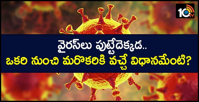 వైరస్లు పుట్టేదెక్కడ.. ఒకరి నుంచి మరొకరికి వచ్చే విధానమేంటి? వైరస్లు పుట్టేదెక్కడ.. ఒకరి నుంచి మరొకరికి వచ్చే విధానమేంటి?