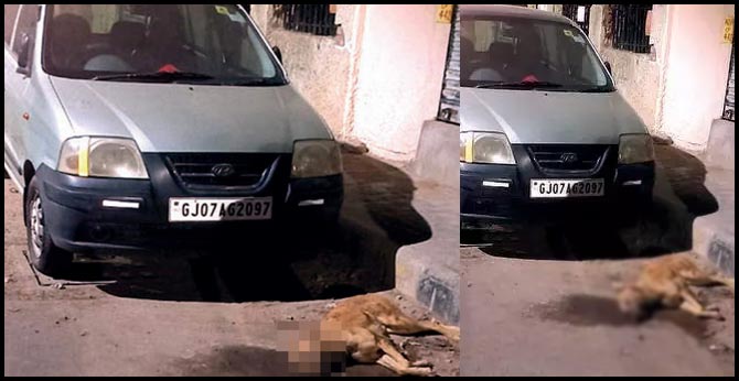 ahmedabad man shoots dog dead for sitting on his car