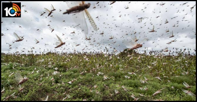 Another threat to the Telugu states Beware of Locusts