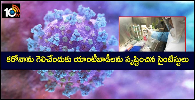 Scientists Create Antibody That Defeats Coronavirus in Lab: Report