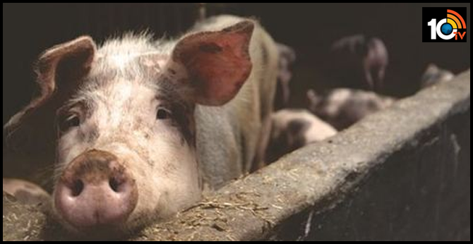 China bans pork imports from India
