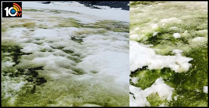 After blood-red snow, Antarctica now turns green