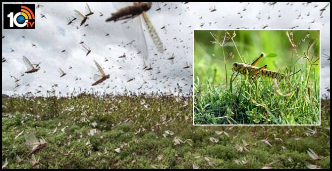 Grasshoppers at Rayadurg in ananthapuram