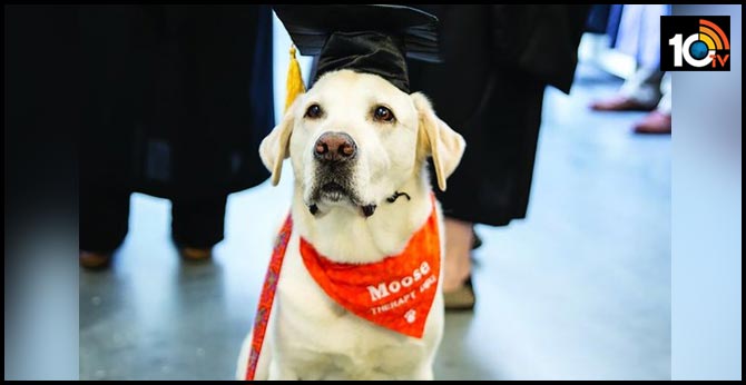 Virginia Tech Therapy Dog Gets Honorary Degree After Years Of Helping Students