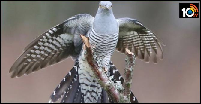 Epic 7,500 miles cuckoo migration wows scientists