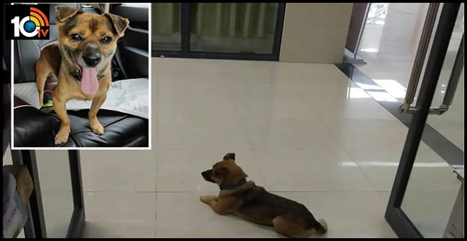 A Dog Waits 3Months at Hospital for His Owner.. But his Owner Dies of COVID-19