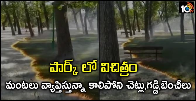 A Fire Burns Without Touching Trees Or Grass In This Baffling Video