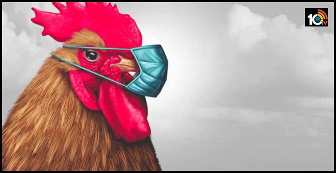 Police are looking for an 'aggressive chicken' terrorizing bank customers in Louisiana