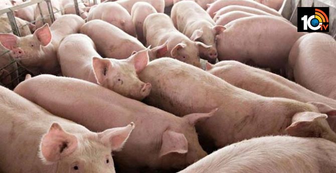 African swine flu claims lives of around 13000 pigs in assam