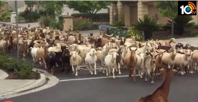 Grazing hell: 200 escaped goats hoof it through California neighborhood