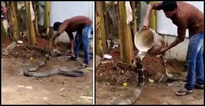 Hair-Raising Video Shows Man 'Bathing' Huge King Cobra