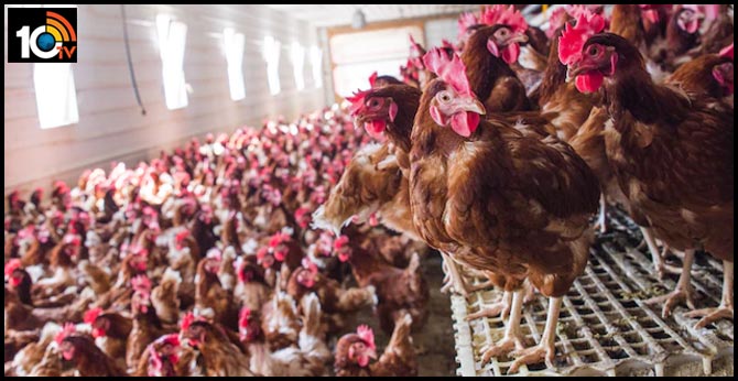 Killer virus from chicken farms could wipe out half of mankind, scientist warns