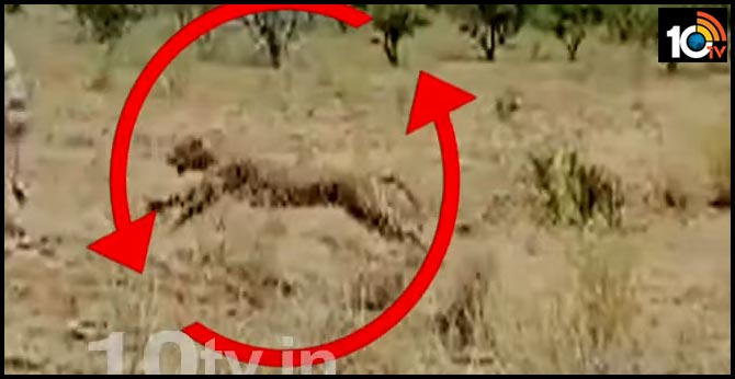 నల్గొండ జిల్లాలో చిక్కిన చిరుతపులి మృతి నల్గొండ జిల్లాలో చిక్కిన చిరుతపులి మృతి