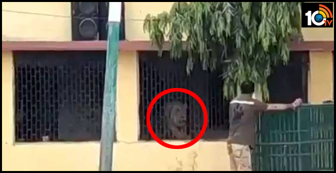 Lockdown effect: Lion at school premises in Gir Somnath