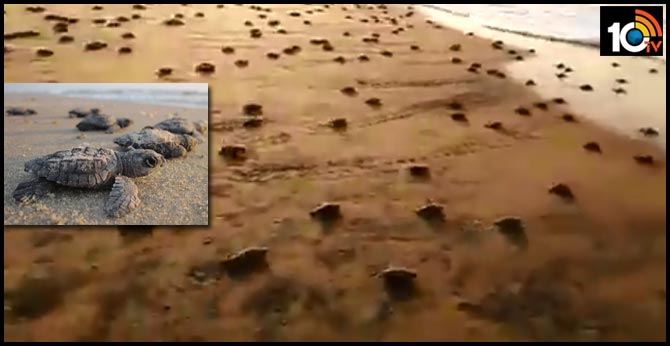 Nothing to see here, just some adorable tiny turtles running back to the ocean. Watch