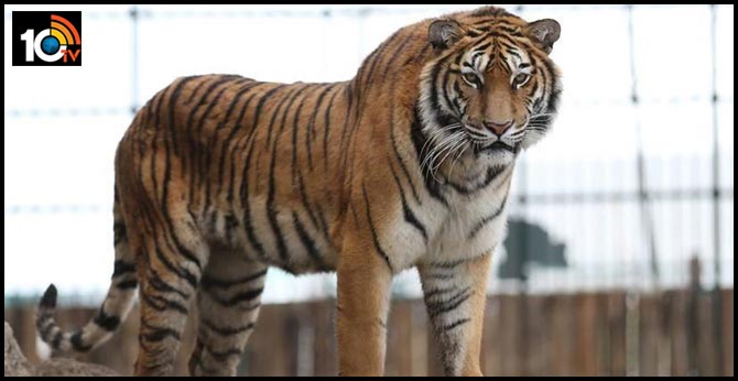Tiger wandering at DBL open cast in Asifabad