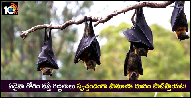 Even vampire bats do social distancing when their friends are sick