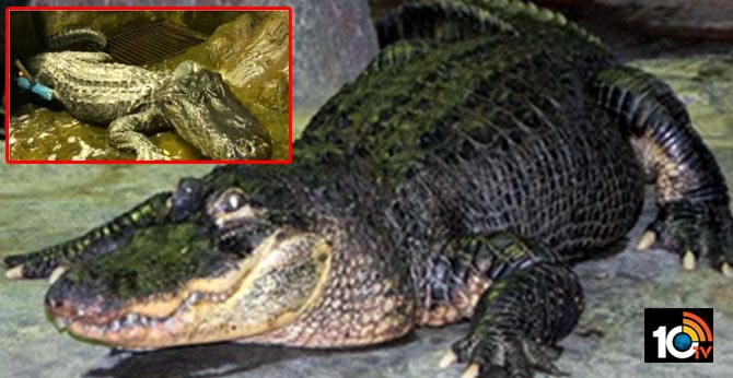 death of 84 years crocodile but escaping from zoo in 2nd world war bombing