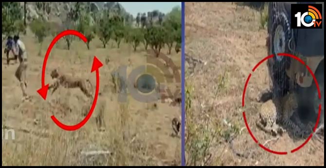 నల్గొండ జిల్లాలో ఎట్టకేలకు చిక్కిన చిరుత నల్గొండ జిల్లాలో ఎట్టకేలకు చిక్కిన చిరుత